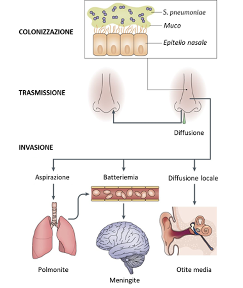 1] J.N. Weiser et al., 2018. Streptococcus pneumoniae: transmission, colonization and invasion. Nature Reviews Microbiology, 16(6), 355–367